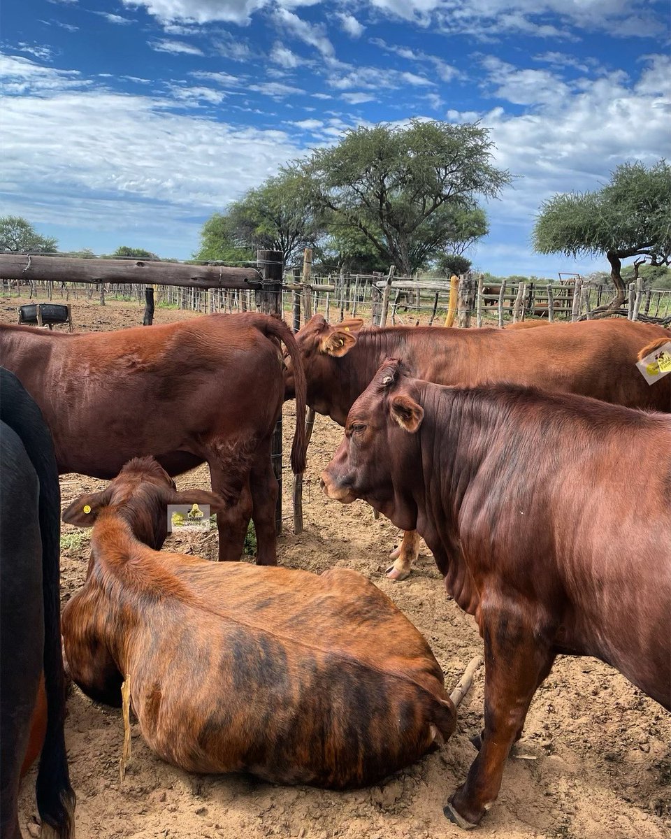 Happy cattle = happy farmer #rooiras #sweetveld