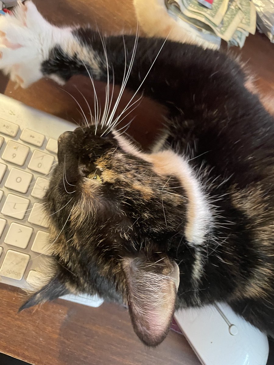 lawyerschiff's tweet photo. Hooman, after your #longsleep we were wondering if you’re done #braising yet?
Not that we would eat you. At least not until you’re done.
#JusticeKitteh https://t.co/gsrHv9xexn