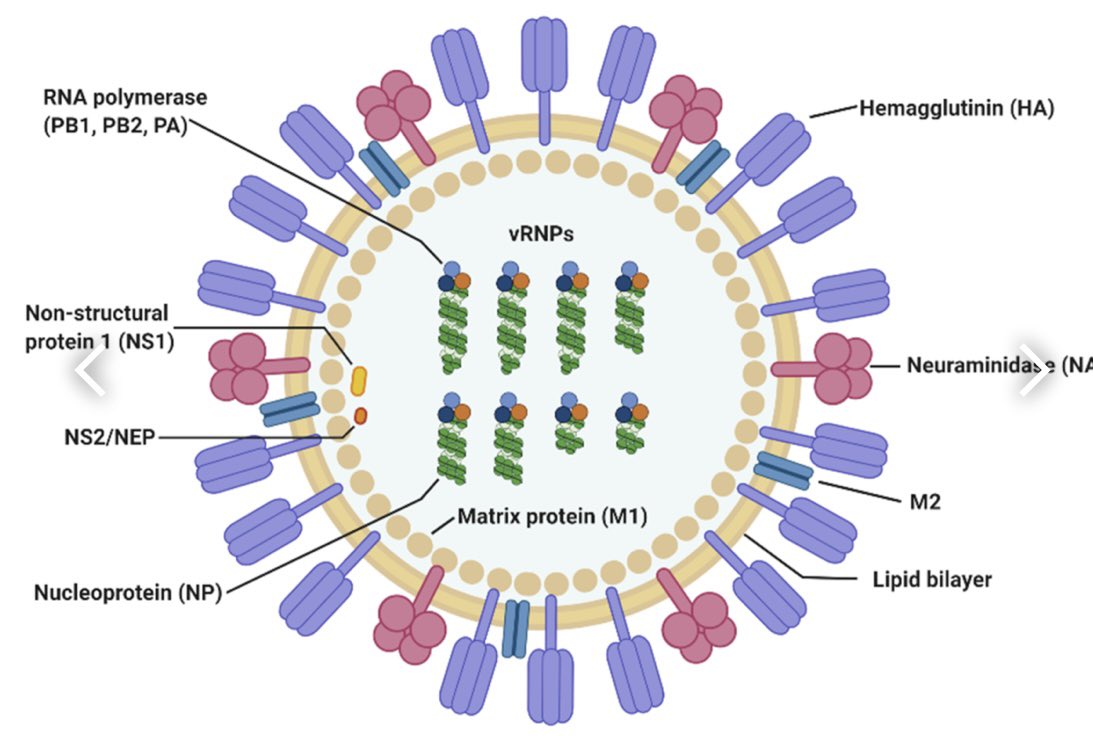 🧵Algunas curiosidades sobre la gripe 

El virus influenza cambia cada año un poquito (o un mucho) sus proteinas H y N de la superficie, como consecuencia no es bien reconocido por el sistema inmune y causa epidemias anuales