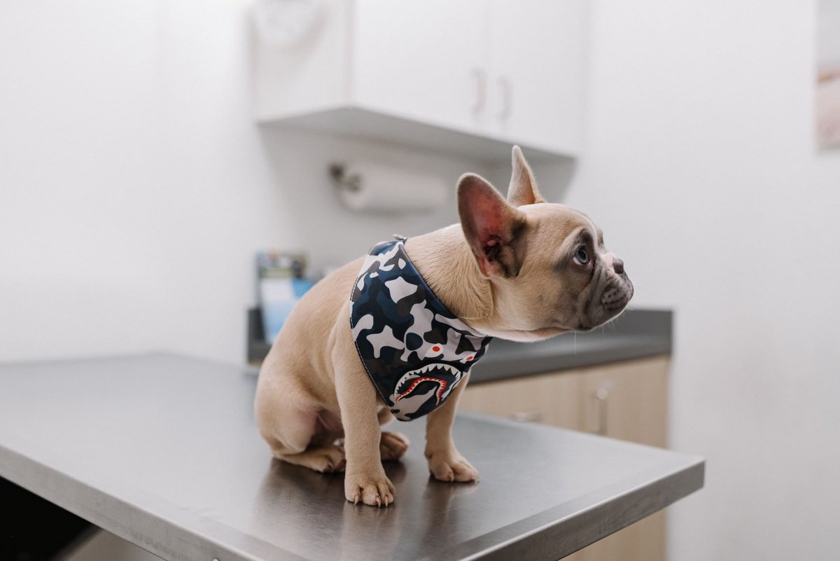 It is very important to vaccinate your pets, even if they are indoor animals. Doing so keeps them safe from potentially deadly diseases, and it also helps to limit the spread in your area. 

DocAnsede.com

#ansedeanimalhospital #dog #veterinarian #animalemergency #cat