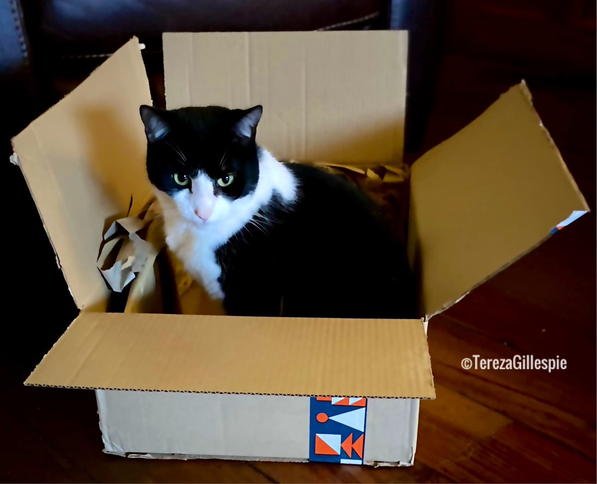 Hello 🙋🏼‍♀️my 🌹beautiful ❤️friends.
I just got an Amazon delivery &amp; guess who, immediately, claimed the box as her gift?
Yes, my cat Scampy🎁🐈‍⬛❤️ 

#CatsOfTwitter #CatsOnTwitter #MyCat 

#HappyWednesday to you.
Thank you, always🙏🏼🌹❤️
📸<a href="/TBGTNT/">☘️celtic princess🧚🏻‍♀️</a>