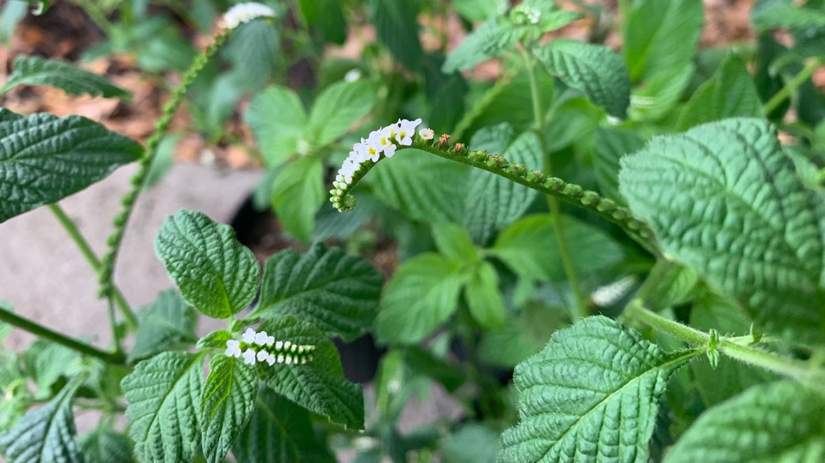 FLWaterways's tweet photo. Meet Scorpion's Tail! Like its name suggests, this plant has flowers on a curved spike that resembles, you guessed it - the tail of a scorpion! In addition its fierce name, it provides critical nectar for many #butterflies, like the imperiled Schaus' Swallowtail. #PlantNative https://t.co/GZcJALfgWB