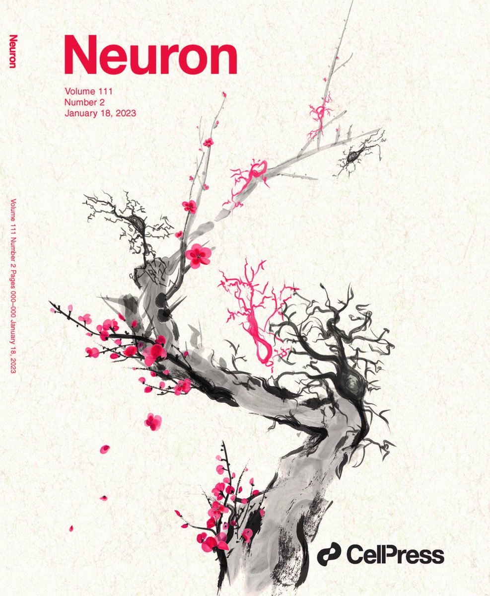 New issue is out! cell.com/neuron/current
Cover is by Yixun Su &amp; Jianqin Niu, whose work on  oligodendrocyte precursor cells shows that their detachment from vasculature in development signals end of migration and start of differentiation
(cell.com/neuron/fulltex…) 1/2
