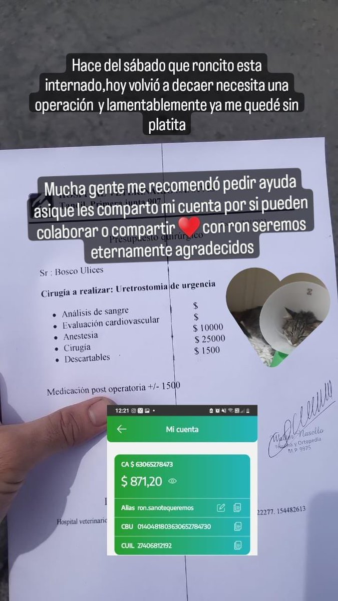 aguuguzmann's tweet photo. Público acá porque se que puede llegar a mucha gente.
Mi amicha tuvo que internar de urgencia a su gatito y lamentablemente no cuenta con el dinero para mantenerlo.

Lleva gastado mucho dinero y cualquier ayuda es bienvenida.

Dejo su alias, cbu y contacto acá abajo. 👇🥺 https://t.co/VLqE3XlNv9