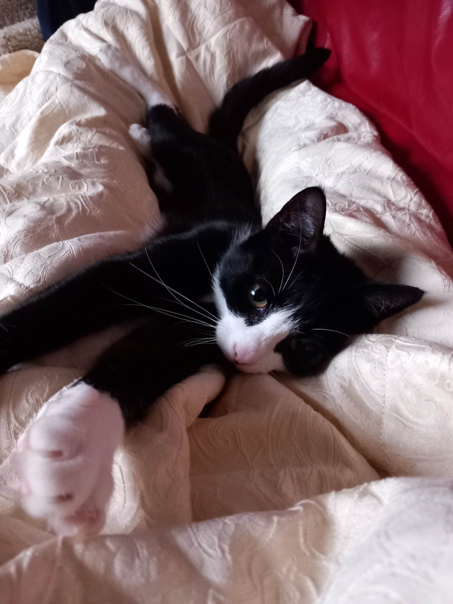 LITTLEIMPmusic's tweet photo. A cat in every port.  It's true, I just want to pet ALL THE CATS. Thank you Walter! *And Mama Crow, Sylwia https://t.co/inTbx6RXqK