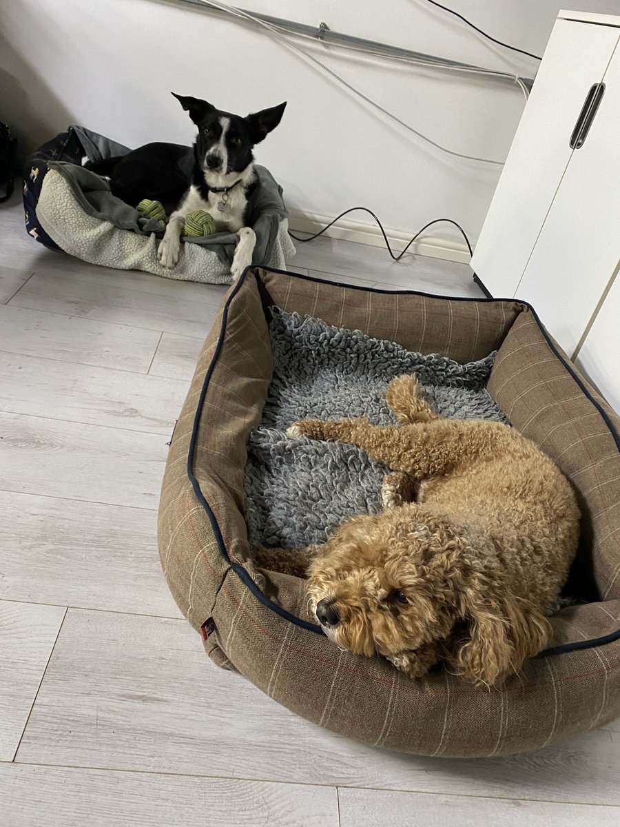 We might have our hands full with these two 😂😂 #officedog #dogsoftwitter