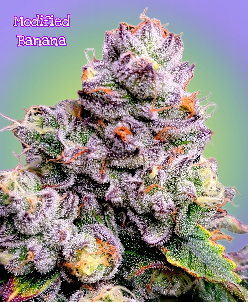 cookiesqueen33's tweet photo. "And Jam Master J making  all that sound, the turn tables may wobble but they don't fall down!" 🎶 #Mmemberville #CannabisCommunity #StonerFam #cannabis #RUMDMC https://t.co/7FhAn5RHG4