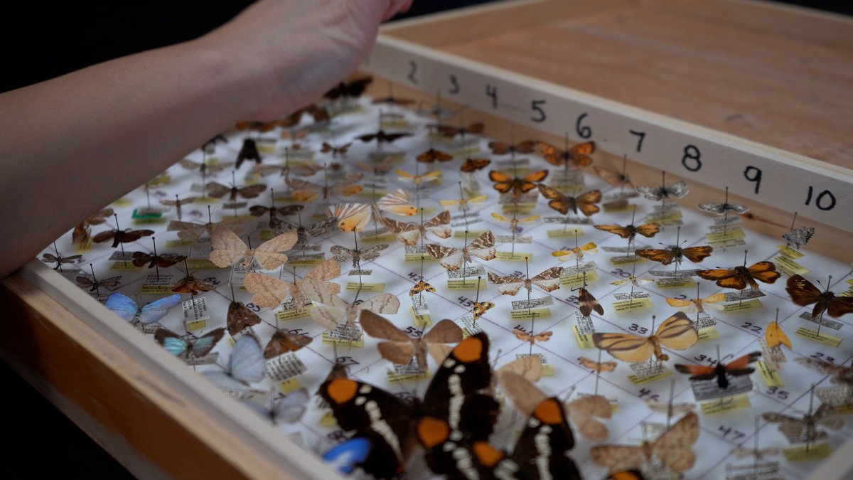 Centre for Biodiversity Genomics (CBG) (@cbg_uofg) on Twitter photo If you're working with museum specimens and hoping to #DNAbarcode them, check out this new #howto video produced by our amazing <a href="/CBG_UofG/">Centre for Biodiversity Genomics (CBG)</a> collections, analytics, and taxonomy experts!
youtu.be/X2DLme_GTOY
Via <a href="/YouTube/">YouTube</a>
#biodiversity #naturalhistory #science #education If you're working with museum specimens and hoping to #DNAbarcode them, check out this new #howto video produced by our amazing <a href="/CBG_UofG/">Centre for Biodiversity Genomics (CBG)</a> collections, analytics, and taxonomy experts!
youtu.be/X2DLme_GTOY
Via <a href="/YouTube/">YouTube</a>
#biodiversity #naturalhistory #science #education