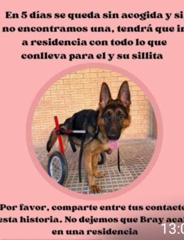 Acerina56's tweet photo. #MURCIA #ESPAÑA Les ruego no pasen de largo esta petición de ayuda. Nos necesita.Sabemos que son muchos,pero,nosotros también. Difundimos que llegue a la persona indicada .#AYÚDALO POR FAVOR Te lo RUEGO #MAXIMADIFUSIÓN. Gracias a todos grandes corazones💔💙💙💙💙 https://t.co/ieY8PRPNgb