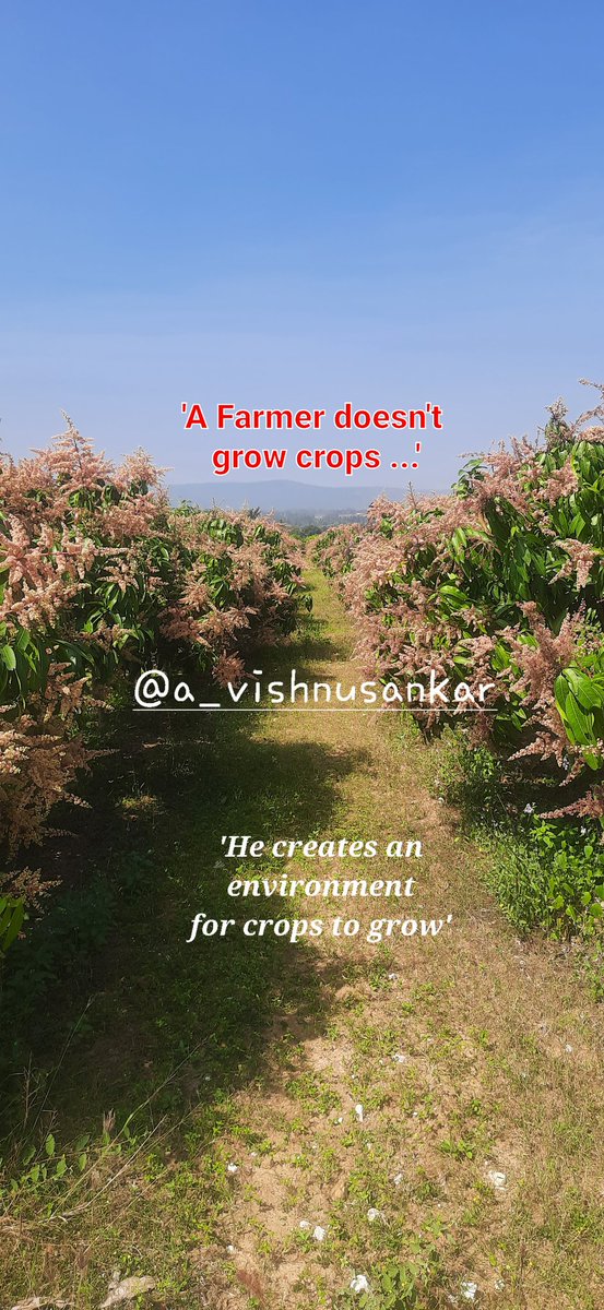 a_vishnusankar's tweet image. #Mango #MangoFarm #Mango cultivation #Orchard #Fruits #OffSeason #agriculture #agri @EvergladeFarm