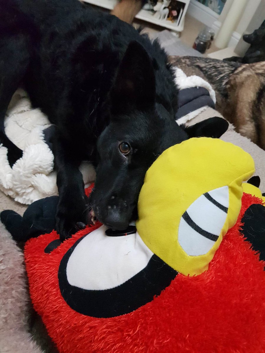 AMAZ1NG_NATURE's tweet photo. Grace was given 1 to 2 years to live when she came to @MiriMission with 2 severely deformed front legs &amp; missing toes. She needs surgery to insert a metal plate into her leg to straighten &amp; strengthen it at a cost of £2,500.

PLEASE donate ANY amount at https://t.co/qI31dA7npC 🙏 https://t.co/DydrJqmJpw