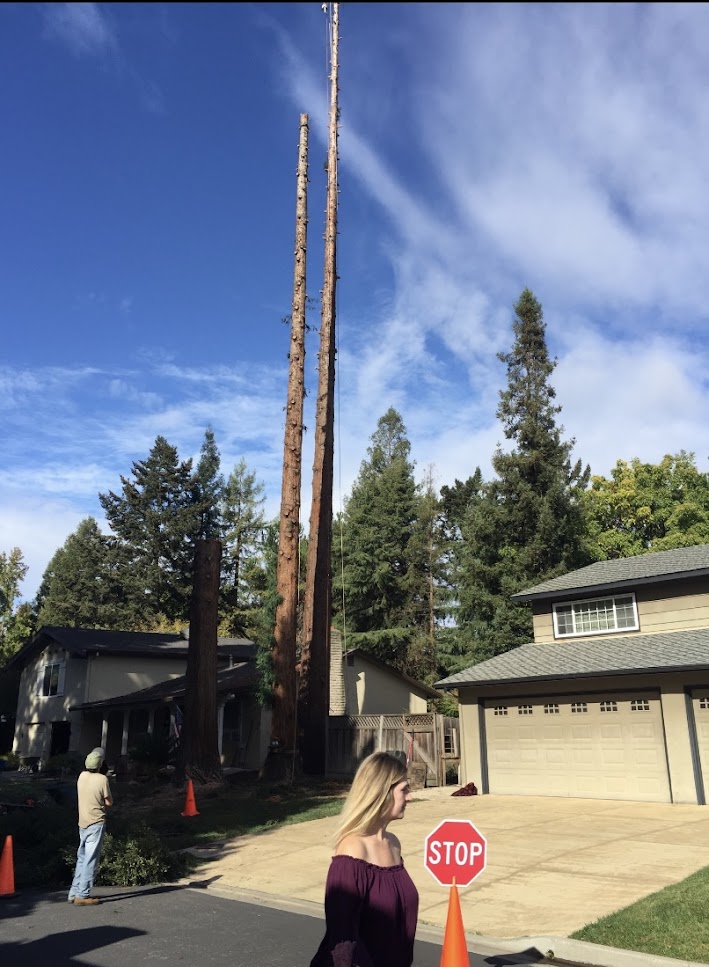 AlamoTree_Stump's tweet photo. Contact us today for a free estimate and we'll match any written estimate by a licensed contractor! Also, mention that you found us online and we'll give you a 10% discount. https://t.co/3Egy5lqHh5 #TreeCabling #TreeStumpRemoval #StumpRemoval #TreeRemoval https://t.co/DPTCqyEQsg