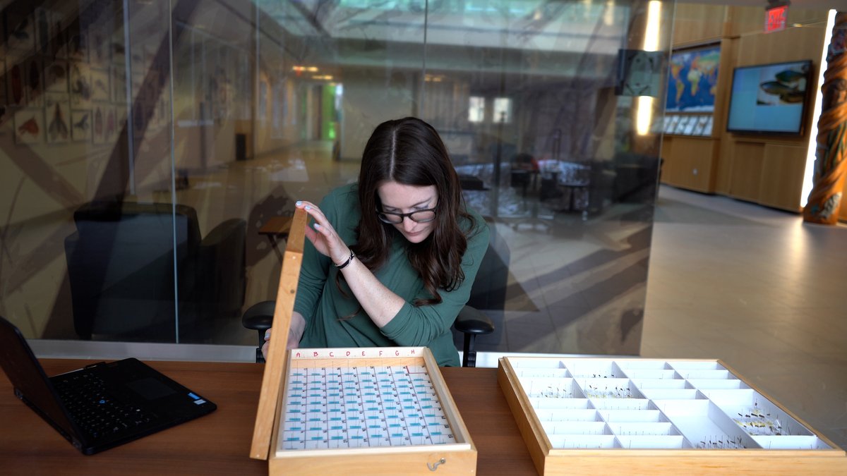 CBG_UofG's tweet photo. If you're working with museum specimens and hoping to #DNAbarcode them, check out this new #howto video produced by our amazing @CBG_UofG collections, analytics, and taxonomy experts! 

https://t.co/44vyQ9usF2

Via @YouTube 

#biodiversity #naturalhistory #science #education https://t.co/fZo5onUZ7Z