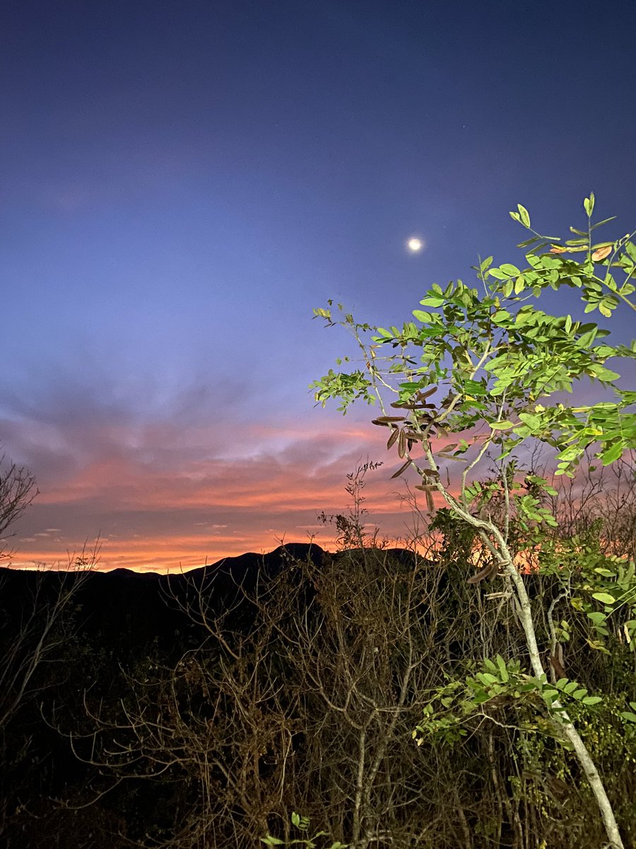Gorgeous views over Chamela! It’s day 3 of a week packed with all things phylogenetics. What a wonderful experience- can’t wait for what’s to come!🌵☀️🧬🌴 #SSB2023