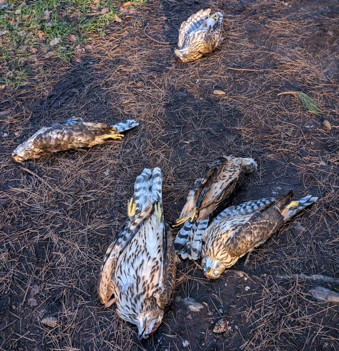 WildJustice_org's tweet photo. Five shot goshawks in Suffolk - Wild Justice offers £5K reward for information, matching @RSPBEngland reward.

£10,000 is now on offer to anyone who can provide information that leads to a conviction.

New blog ⬇️
https://t.co/gx3u6zGNuB https://t.co/zeYJlCA2Ou