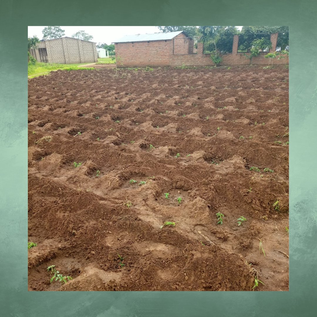 PraxisMalawi's tweet image. The #TransformativePraxis #Malawi #Campus has been trying to build #FoodSecurity through #irrigation - the practice of applying controlled amounts of water to land by man-made means, rather ran relying on rainfall alone. 

(1/2 🧵)