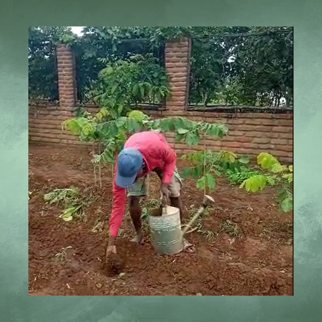 PraxisMalawi's tweet image. The #TransformativePraxis #Malawi #Campus has been trying to build #FoodSecurity through #irrigation - the practice of applying controlled amounts of water to land by man-made means, rather ran relying on rainfall alone. 

(1/2 🧵)