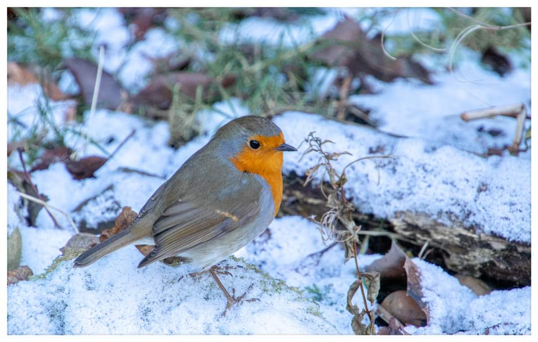 mike70567007's tweet photo. Mr Bob feeling rather chilly. 
#Robin #Bird #birdwatching #birdphotography #BirdTwitter #Birdies #birding #gardenbird #gardenbirds https://t.co/cpTAt6yp2n