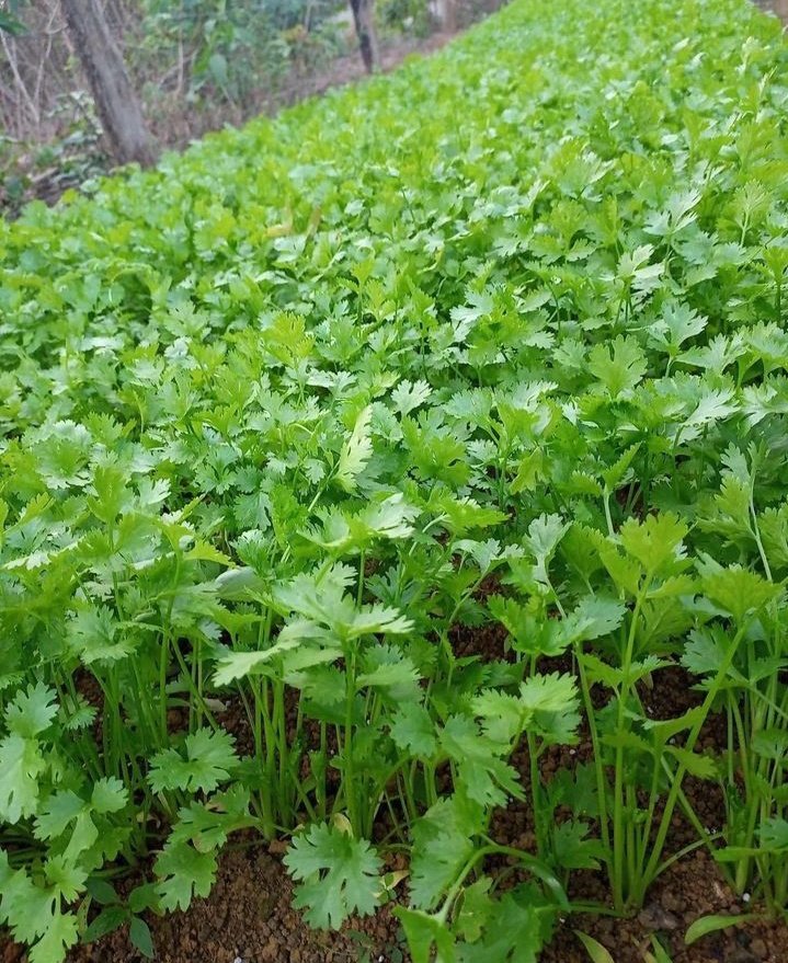 ProFarmHer's tweet photo. Grow your own coriander &amp; spice up your meals through out the year! https://t.co/FALupVFZfi