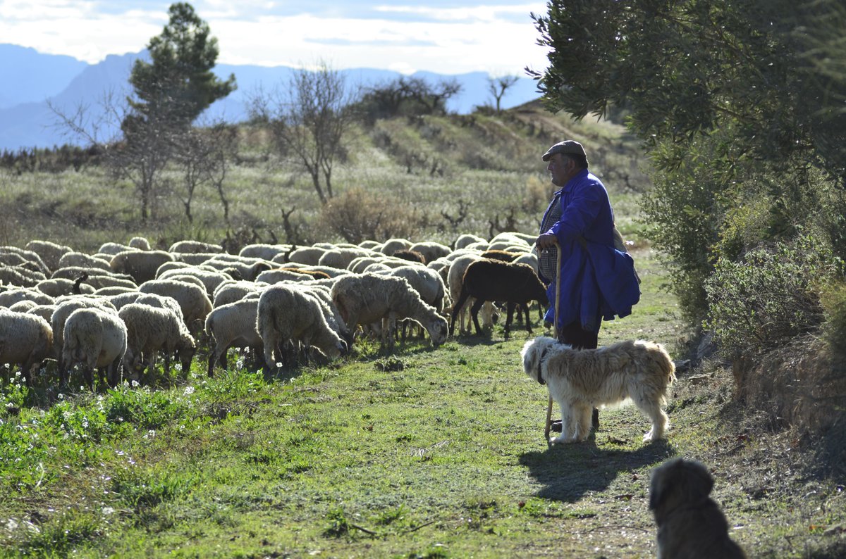 🐑 🍇🌳Els ramats de Demetrio (un dels últims guies de ramats d’oví i cabra de la Terra Alta) pasturen per les vinyes d’Herència Altés. Els seus animals ens ajuden a regular l’herba i ens aporten adob. I ens recorden la importància de l'ofici de pastor. #natura #biodiversitat