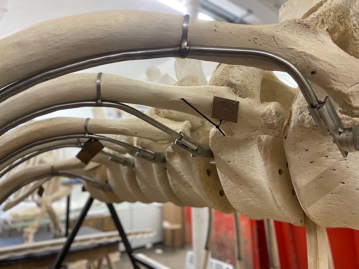 ForumWissenGoe's tweet photo. #Walheimat Göttingen 🐳
Nächste Woche beginnt der Umzug des Walskeletts, das ab dem Frühjahr bei uns im Atrium zu bestaunen ist. Noch wird das Skelett in der Restauratorenwerkstatt für die Hängung vorbereitet.
🔜 https://t.co/ZLYjo53hyY
@biodiversitygoe
@uniGoettingen https://t.co/zVxTaiQRhI