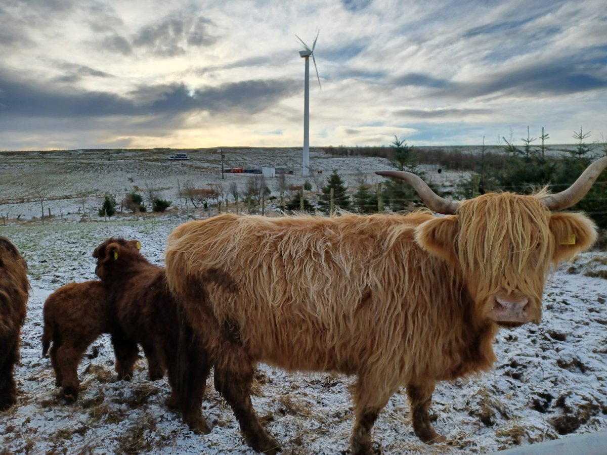 EadhaAspen's tweet photo. A beautiful winters day for more gapping up of shelter belts at Lukeston Farm @Clydemuirshiel #restorativeagriculture. Highlanders looking #pictureperfect @MossyEarth #volunteers https://t.co/Cj3Ill3NiX