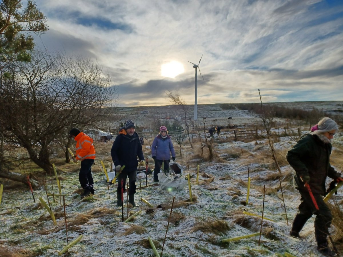 EadhaAspen's tweet photo. A beautiful winters day for more gapping up of shelter belts at Lukeston Farm @Clydemuirshiel #restorativeagriculture. Highlanders looking #pictureperfect @MossyEarth #volunteers https://t.co/Cj3Ill3NiX