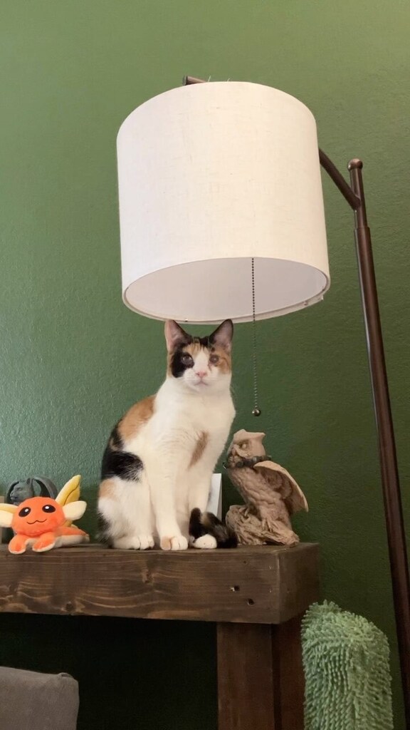 ClowderComics's tweet image. #sightimpaired #specialneedscats #cirikitty #blindcatannie #specialneeds #oneeyedcat #oneeyedcatclub #fourcats #catsofinstagram #cutecats Click to watch the Video! ift.tt/f3qDXE7