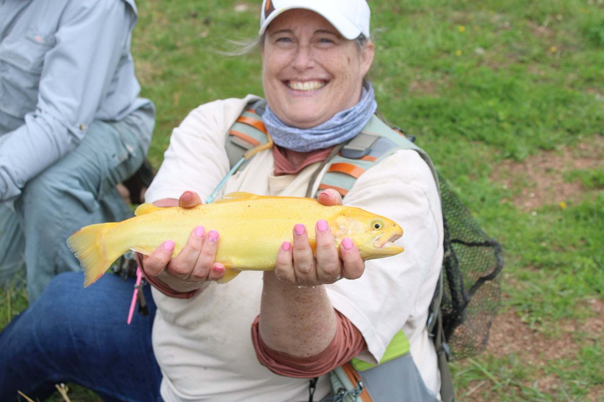 PHWFF's tweet photo. The Palomino Trout.

Who has caught one of these interesting variations of the Rainbow Trout? 

These two Palominos were caught during one of our past programs and as you can tell, definitely put a smile on the face of each angler. 
#phwff #palominotrout #flyfishing #nonprofit https://t.co/aruGNsedaN