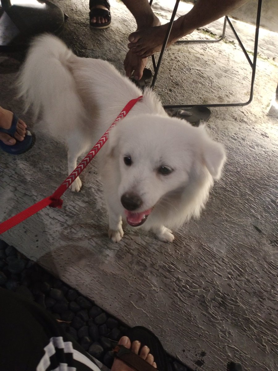 santidiwyathi's tweet photo. Snowa....
Anak anjing entah dari ras manapun anda. Peliharaan kami. Setelah delapan belas hari hilang tak tentu rimba. Membuat duka, galau, tiada terkira. Terima kasih, orang baik @onmiojymasterr sudah menemukan dan merawatnya https://t.co/K3CJSyffJ0