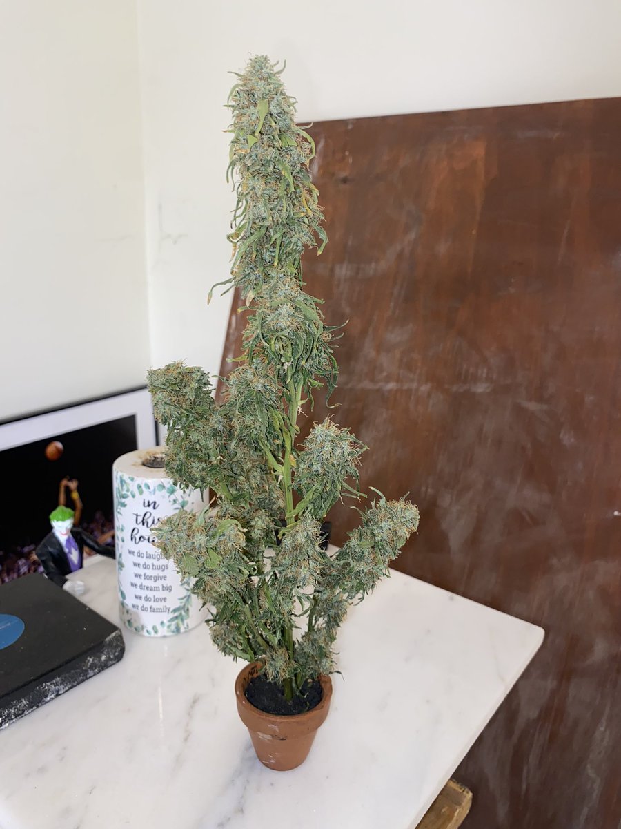 chacedouglasx's tweet photo. #Mmemberville โThe Tree ๐ฒ of Lifeโ Prototype #WeedArt ๐ผ ๐ ๐คค #CannabisCommunity #cannabisindustry #CookiesProtocol https://t.co/uN5PdaqeJE