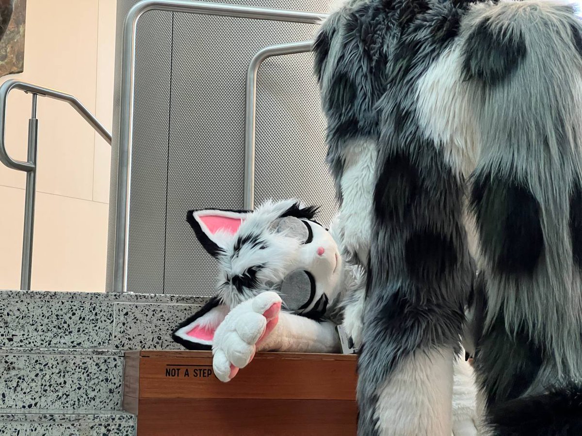 Just 5 more minutes, zzzzz.

📸 @hoofurs