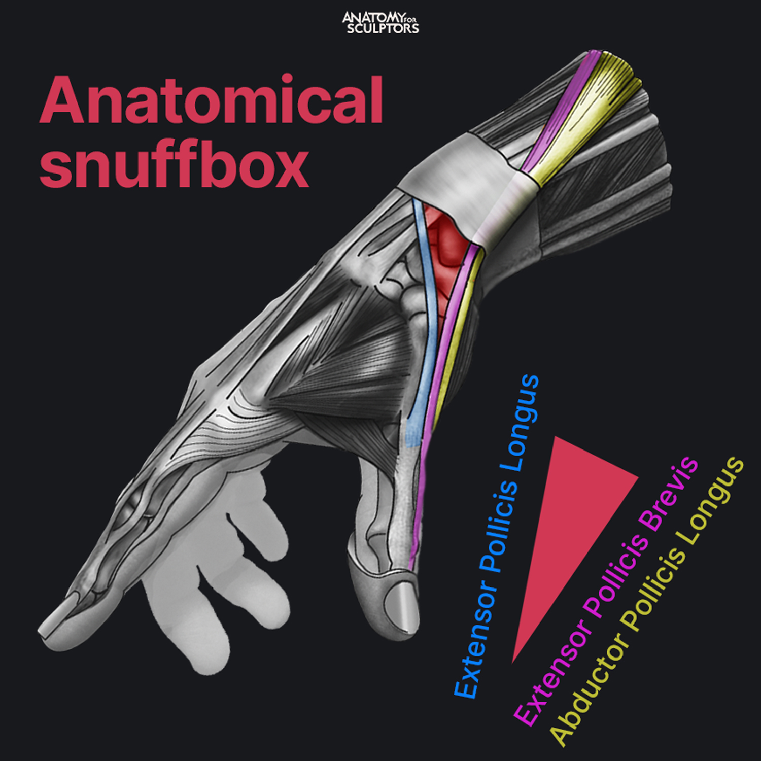 PT flashcards on X: THE WRIST AND HAND: ANATOMICAL SNUFFBOX 💡 ◦The  “anatomic snuffbox” is an important area. It is a skin depression that lies  distal to the styloid process of the