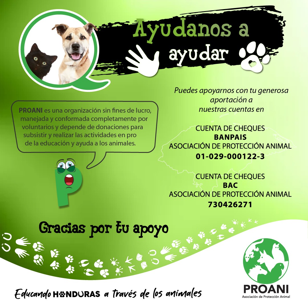 ProaniHonduras's tweet photo. Como asociación de protección animal sin fines de lucro, dependemos de las donaciones de personas como usted para poder seguir luchando por los derechos y bienestar de los animales. Con su ayuda, podremos continuar brindando atención, promoviendo la tenencia responsable. https://t.co/Rlrt2vz7pk