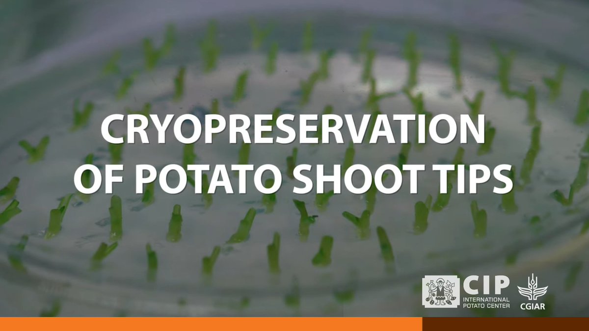 International Potato Center (@cipotato) on Twitter photo With cryopreservation, genebanks can conserve high-maintenance clonal crops like potato 🥔 or cassava for decades or centuries.
Learn how from this video:
👉🏽 bit.ly/Video-CryoPota…
🔸 <a href="/CGIAR/">CGIAR</a>
🔸 <a href="/CropTrust/">The Crop Trust</a>
🔸 <a href="/BiovIntCIAT_eng/">Alliance of Bioversity International and CIAT</a>
#OneCGIAR With cryopreservation, genebanks can conserve high-maintenance clonal crops like potato 🥔 or cassava for decades or centuries.
Learn how from this video:
👉🏽 bit.ly/Video-CryoPota…
🔸 <a href="/CGIAR/">CGIAR</a>
🔸 <a href="/CropTrust/">The Crop Trust</a>
🔸 <a href="/BiovIntCIAT_eng/">Alliance of Bioversity International and CIAT</a>
#OneCGIAR