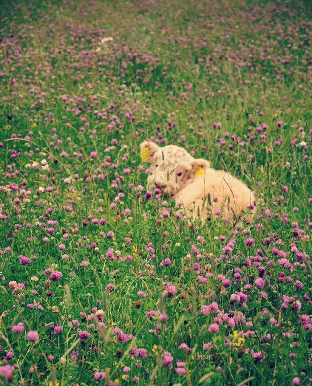 cows &amp; flowers