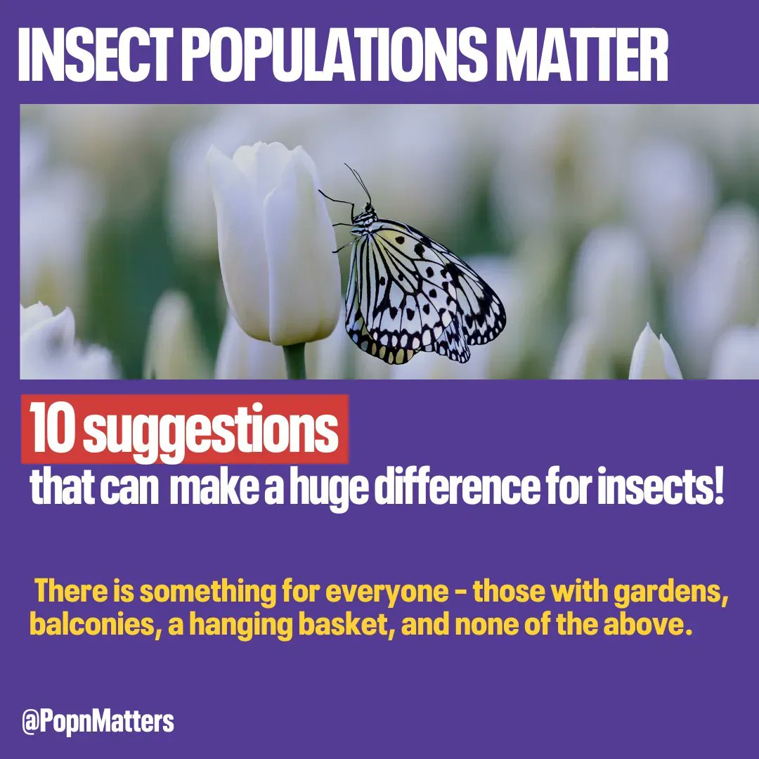 To safeguard #insect populations, &amp; in turn life on Earth, we must change our destructive ways &amp; live in harmony with nature; &amp; we must ultimately slow &amp; end human population growth – a key driver of our impacts on the planet.
Try these 10 local actions.⬇️
populationmatters.org/insect-populat…