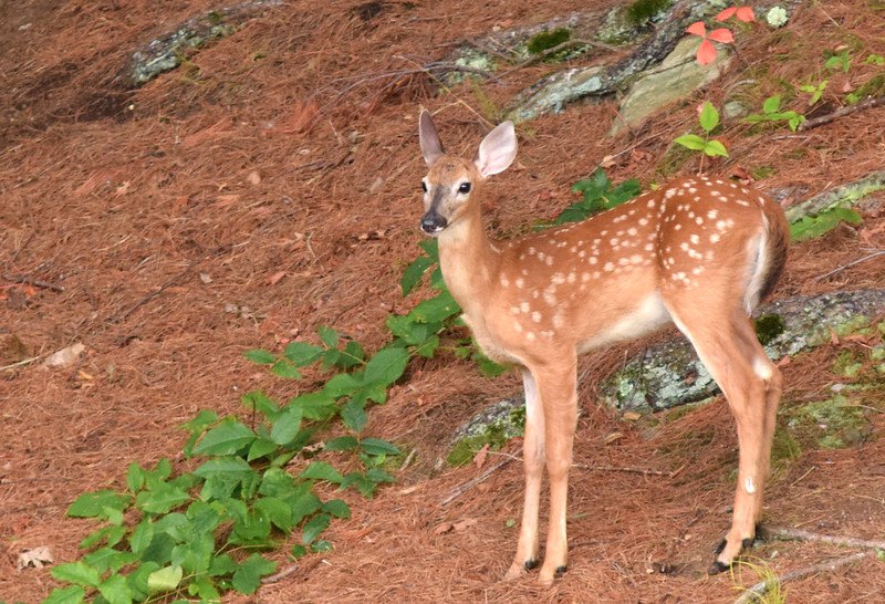 DeerHourly (@deerhourly) on Twitter photo 