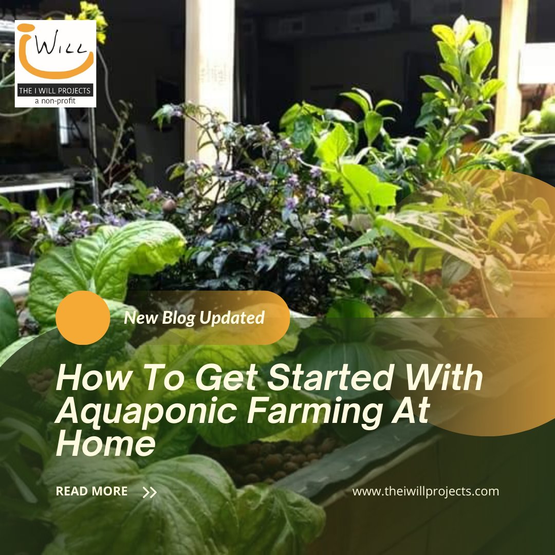 Aquaponics is a terrific way to grow a variety of fruits, vegetables, and herbs. If you’d like to get started with aquaponic farming at home, click here -->> bit.ly/3H8sWBz

#aquaponics #aquaponicsystem #aquaponicsfarm #aquaponicssystem #aquaponicfarming