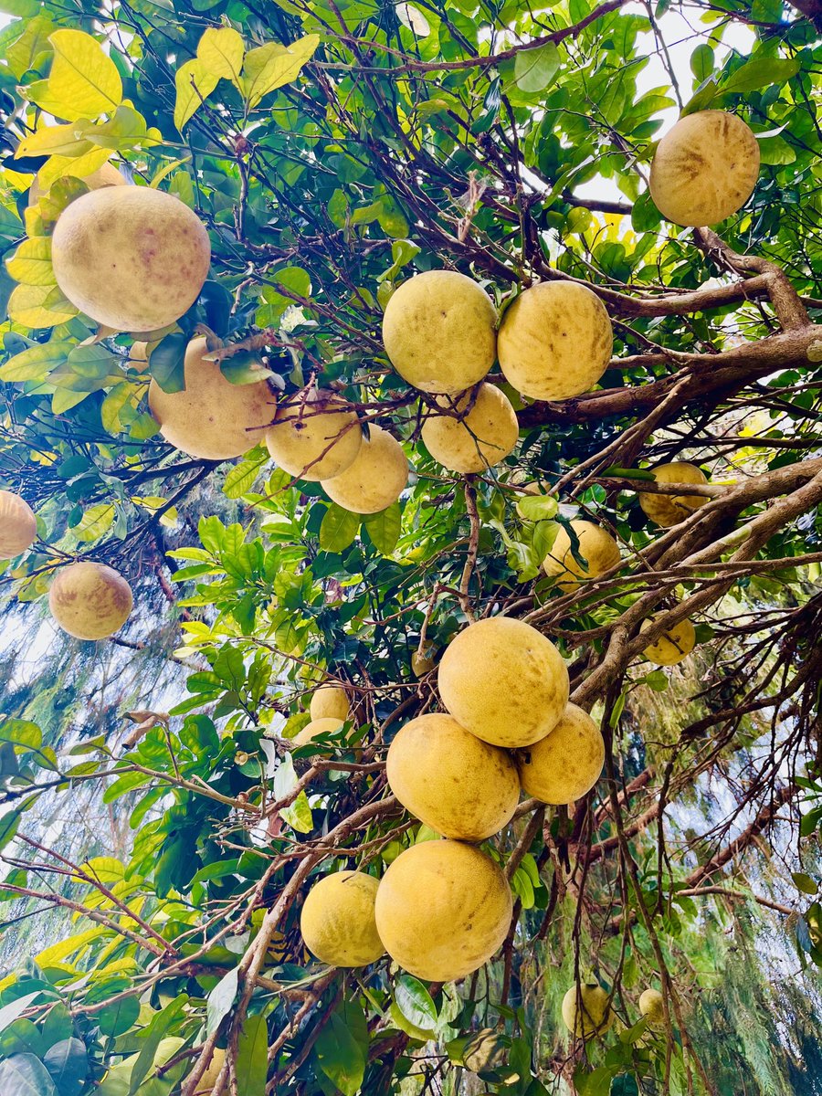 KhatiwaraSunita's tweet image. I love bhogate (Citrus grandis)!

#rutaceae #citrusplants