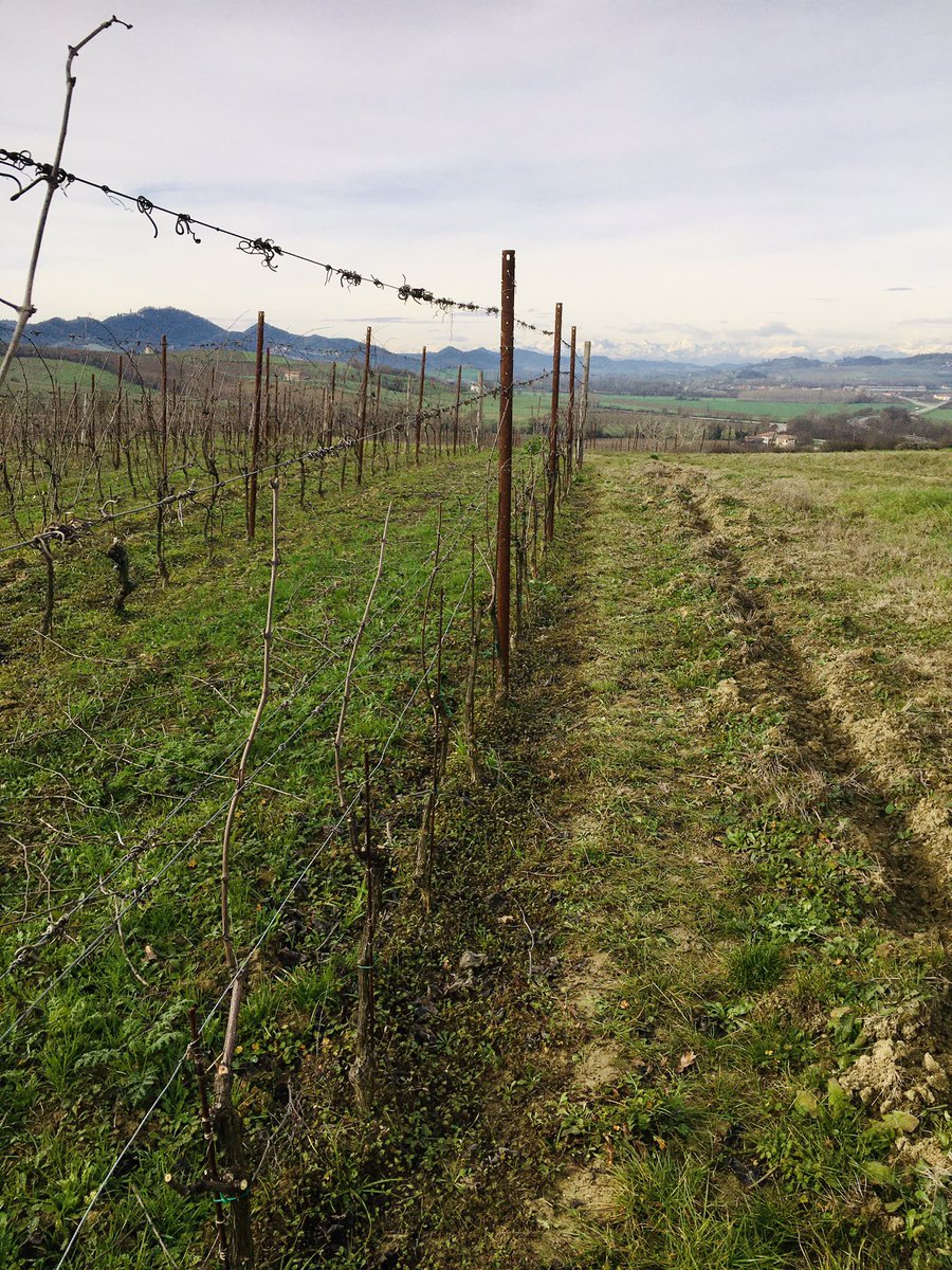 BesWinery's tweet photo. #bes #naturalmonferrato #treville #organic #redwine #winelover #agricolabes #bereesognare https://t.co/5Kii5zyxNY