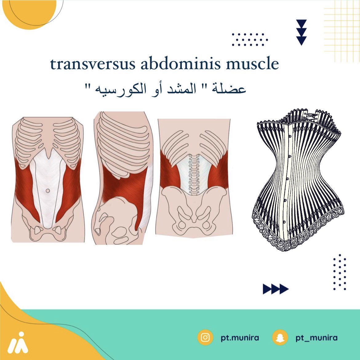 pt_munira's tweet photo. تعرف عضلة" الكورسيه أو المشد" ؟ 

هي عضلة (Transversus Abdominis)

وتعتبر أعمق عضلة من عضلات البطن
وتكون على جانبي جدار البطن من الامام والخلف
 تبدأ من الاضلاع السفلية وترتبط بالحوض 

تعمل ع استقرار الاعضاء الداخلية للبطن و تثبيت العامود الفقري اثناء الحركة ✅
#علاج_طبيعي https://t.co/FSlzPVsEsI