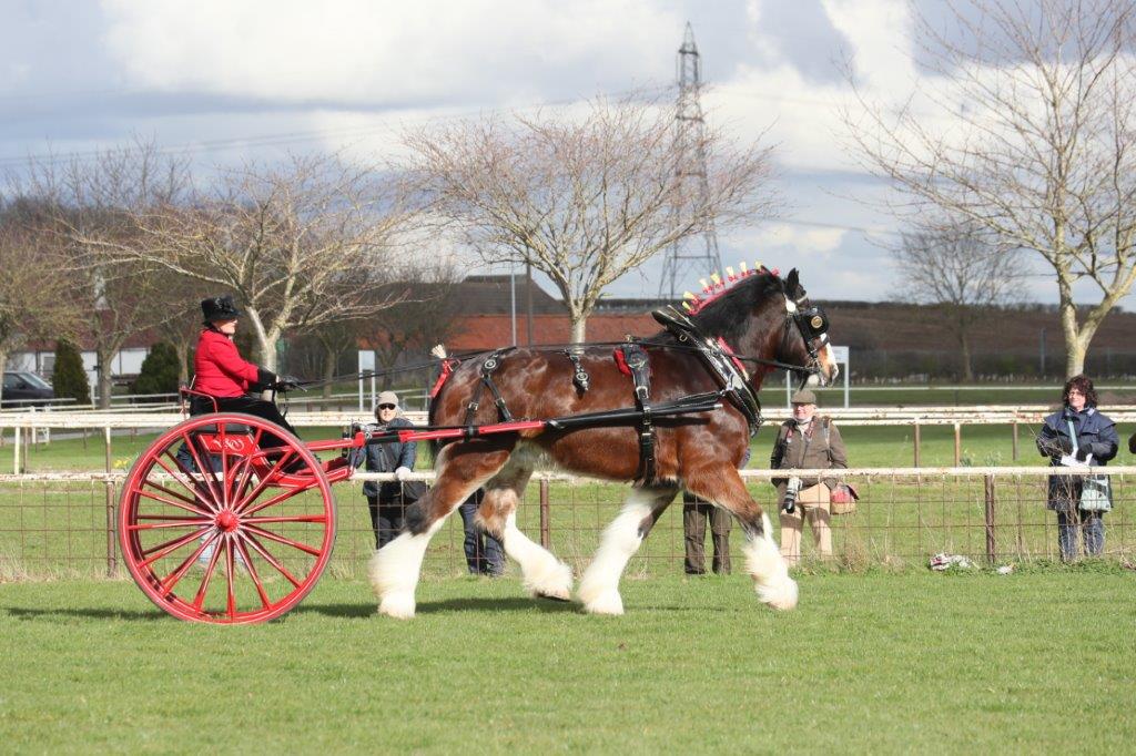 Shire Horse Society tweet media