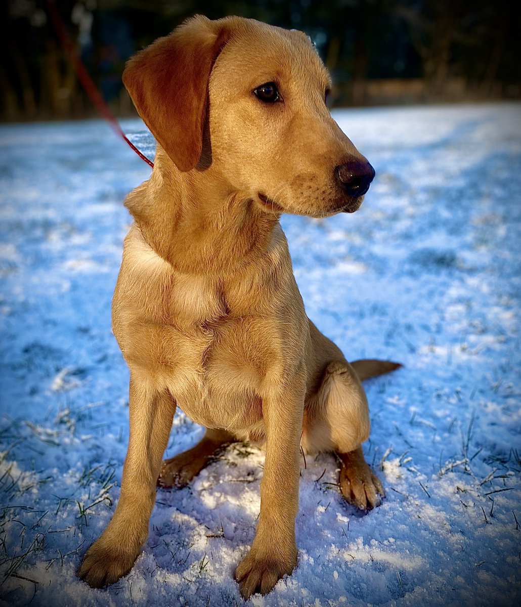 Our new addition to the team. We bred him ourselves, but I bought him back in for training as a gun dog. Can’t wait to track his progress.  #labrador #gundog #puppy #dogtraining
