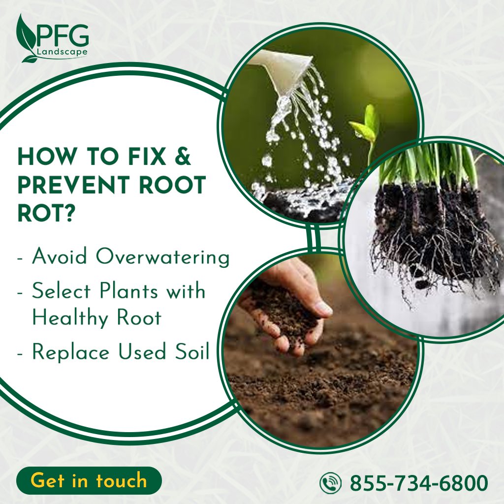 Have you ever experienced root rot in your plants? It is a common issue, but one that can be prevented and fixed with the right knowledge.

Here are three tips to help fix and prevent root rot.

For more tips and professional help, contact us today!

#PFGLandscape #TipsForTheDay