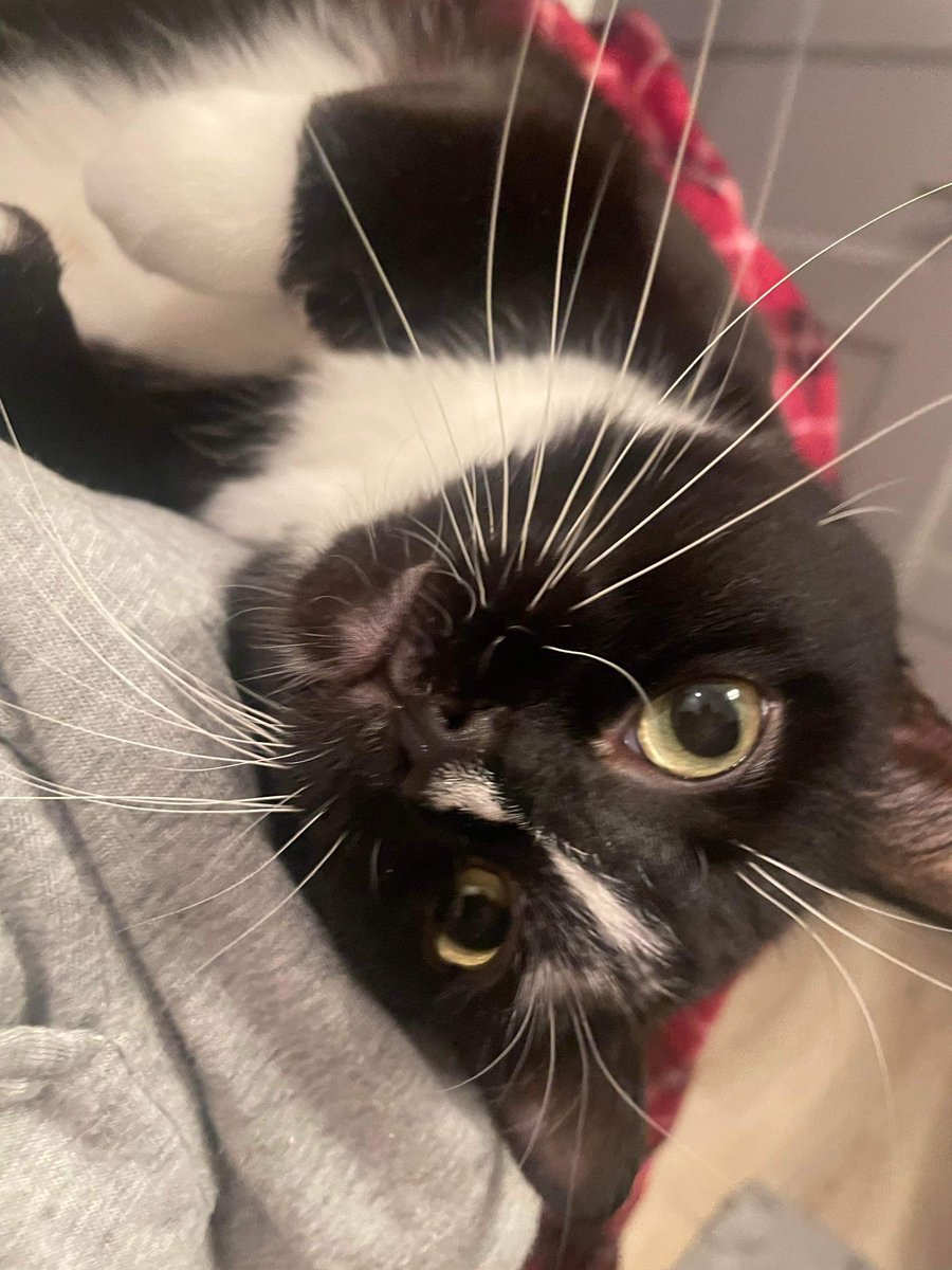 i think my cat is a fnaf animatronic