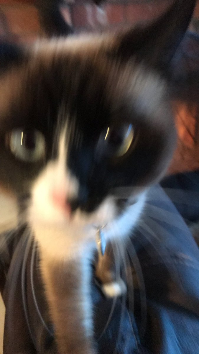 ItsKonk's tweet photo. @gifkitties https://t.co/P9Qxeic8Sl
