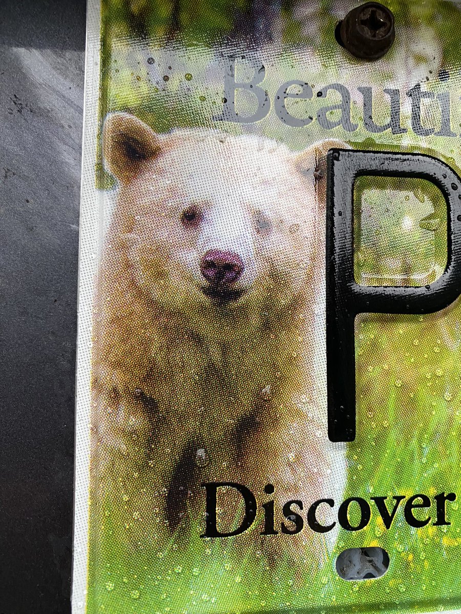 Been tweeting for almost half of my life, so here’s a picture of a cute bear (on my license plate)