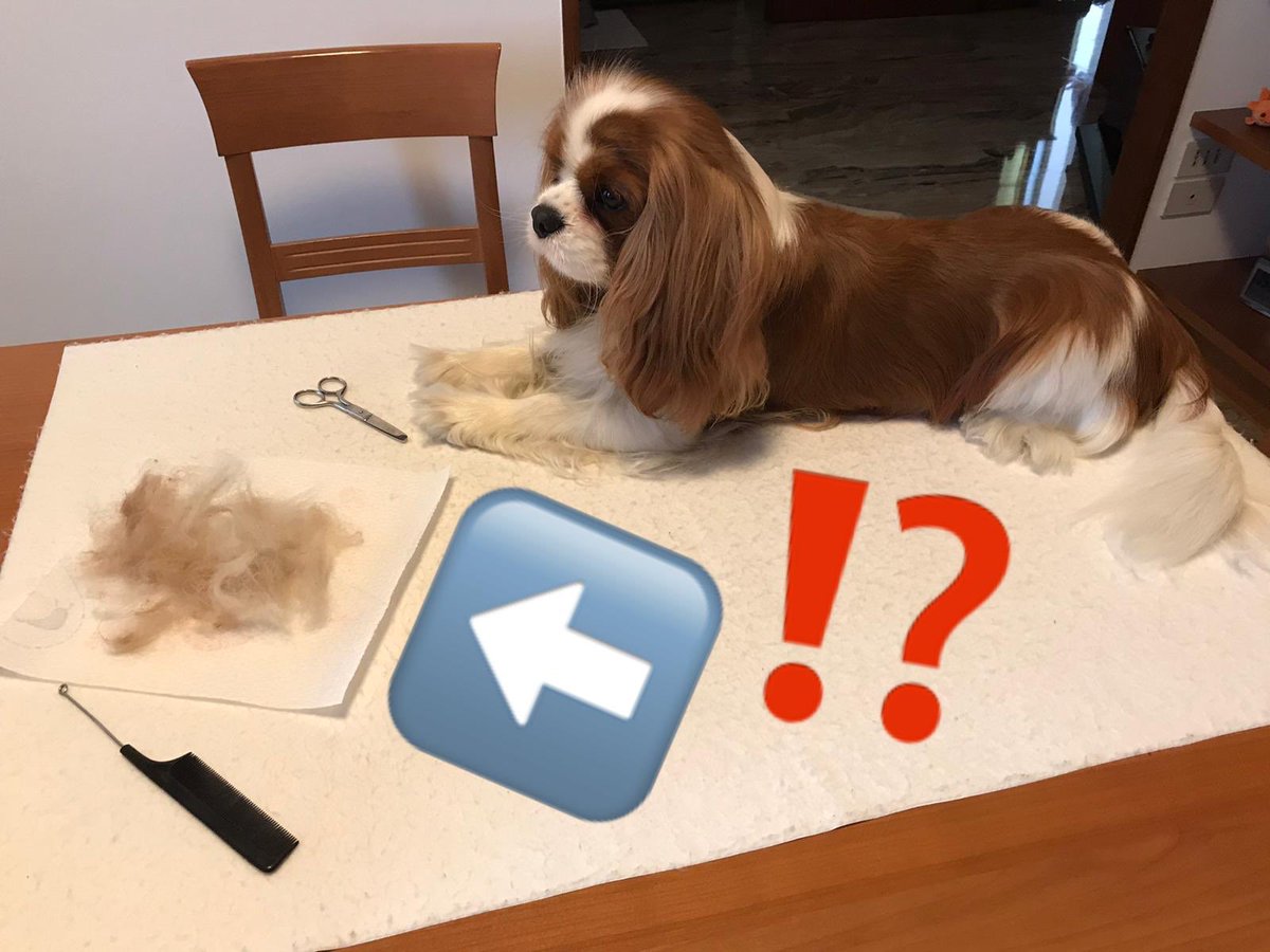 dolceSally's tweet photo. Pic 1: “oh no! so much fur has gone during the grooming session 😢”
Pic 2: 😲⁉️😅
Pic 3: “but here I am! even more handsome & fluffy! 😎😎😎”
Pic 4: “hey girls “cavalierine”, do you like me? 😎🤩😍”
#CavalierKingCharlesSpaniel 🐶
#groomingsession 💇
#CutenessOverload 💞 https://t.co/R7V47kGNhY