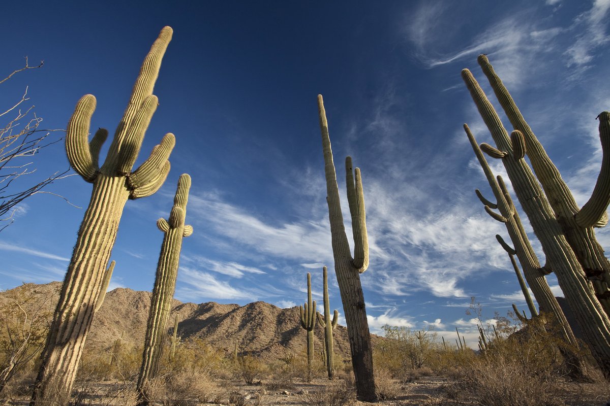 DOICareers's tweet photo. #JoinInterior, recent college graduates needed!
We're hiring a Public Affairs Specialist.
Join @BLMArizona and use your communications, media, and writing skills to assist our team and further your career.
USA Jobs https://t.co/TEtV8QElca
📸BLM https://t.co/vJglNSYRrs